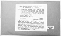 Dendrostoma leiphaemia image